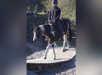 Irlandzki koń sportowy, Klacz, 15 lat, 160 cm
