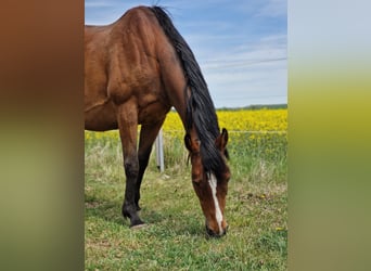 Irlandzki koń sportowy, Klacz, 15 lat, 162 cm, Gniada