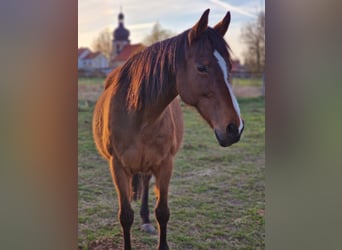 Irlandzki koń sportowy, Klacz, 15 lat, 162 cm, Gniada