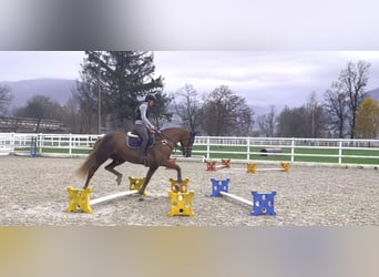 Irlandzki koń sportowy, Klacz, 15 lat, 167 cm, Ciemnokasztanowata
