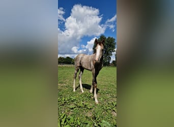 Irlandzki koń sportowy, Klacz, 15 lat, 167 cm, Siwa