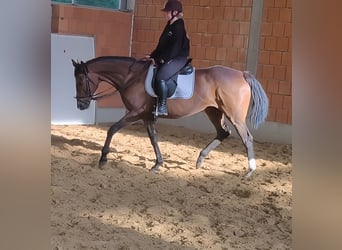 Irlandzki koń sportowy, Klacz, 15 lat, 168 cm, Gniada