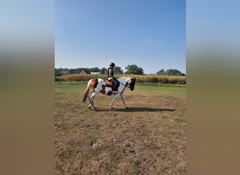 Irlandzki koń sportowy, Klacz, 16 lat, 160 cm, Srokata