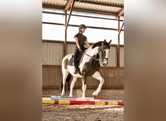 Irlandzki koń sportowy, Klacz, 17 lat, 160 cm, Srokata