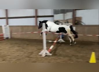 Irlandzki koń sportowy, Klacz, 17 lat, 160 cm, Srokata