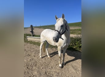 Irlandzki koń sportowy, Klacz, 18 lat, 167 cm, Siwa