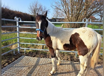 Irlandzki koń sportowy Mix, Klacz, 1 Rok, 130 cm, Srokata