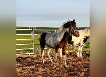 Irlandzki koń sportowy Mix, Klacz, 1 Rok, 130 cm, Srokata