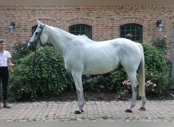 Irlandzki koń sportowy, Klacz, 22 lat, 162 cm, Siwa