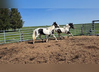 Irlandzki koń sportowy Mix, Klacz, 2 lat, 135 cm, Srokata