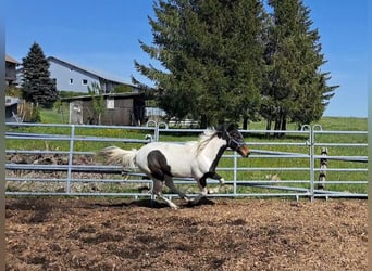 Irlandzki koń sportowy Mix, Klacz, 2 lat, 135 cm, Srokata