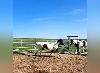 Irlandzki koń sportowy Mix, Klacz, 2 lat, 135 cm, Srokata