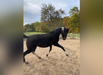 Irlandzki koń sportowy Mix, Klacz, 2 lat, 152 cm, Skarogniada