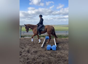 Irlandzki koń sportowy, Klacz, 3 lat, 160 cm, Kasztanowata