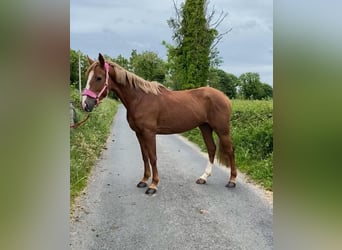 Irlandzki koń sportowy, Klacz, 4 lat, 148 cm, Ciemnokasztanowata