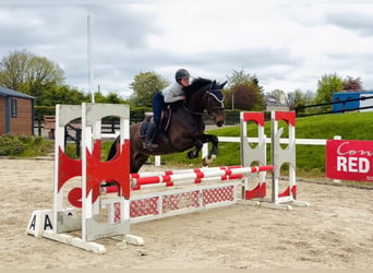 Irlandzki koń sportowy, Klacz, 4 lat, 154 cm, Gniada