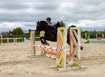 Irlandzki koń sportowy, Klacz, 4 lat, 154 cm, Gniada