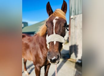 Irlandzki koń sportowy Mix, Klacz, 4 lat, 155 cm, Ciemnokasztanowata