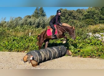 Irlandzki koń sportowy Mix, Klacz, 4 lat, 155 cm, Ciemnokasztanowata