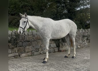 Irlandzki koń sportowy, Klacz, 4 lat, 158 cm, Siwa