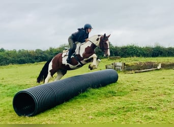 Irlandzki koń sportowy, Klacz, 4 lat, 158 cm, Srokata