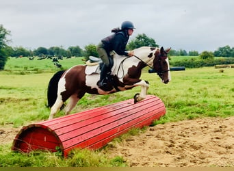 Irlandzki koń sportowy, Klacz, 4 lat, 158 cm, Srokata