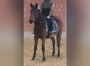 Irlandzki koń sportowy, Klacz, 4 lat, 159 cm, Ciemnogniada