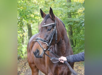 Irlandzki koń sportowy, Klacz, 4 lat, 160 cm, Gniada