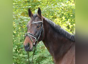 Irlandzki koń sportowy, Klacz, 4 lat, 160 cm, Gniada