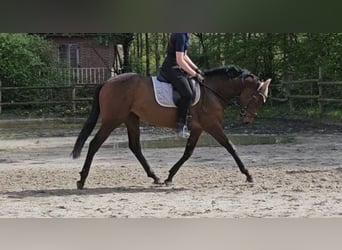Irlandzki koń sportowy, Klacz, 4 lat, 160 cm, Gniada