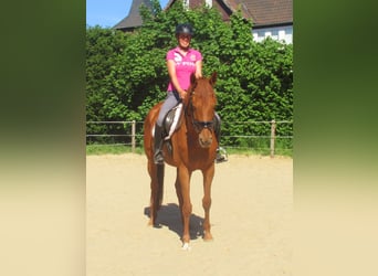 Irlandzki koń sportowy, Klacz, 4 lat, 160 cm, Kasztanowata