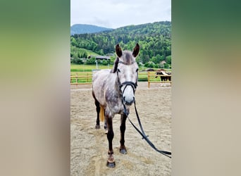 Irlandzki koń sportowy, Klacz, 4 lat, 160 cm, Siwa jabłkowita