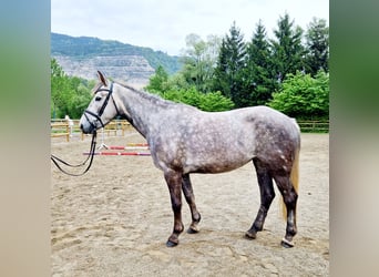 Irlandzki koń sportowy, Klacz, 4 lat, 160 cm, Siwa jabłkowita