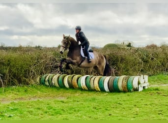 Irlandzki koń sportowy, Klacz, 4 lat, 162 cm, Bułana