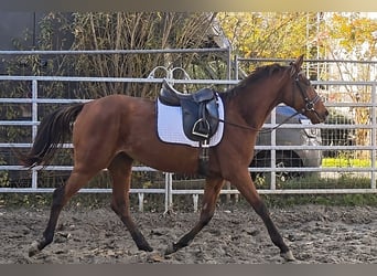 Irlandzki koń sportowy, Klacz, 4 lat, 164 cm, Gniada
