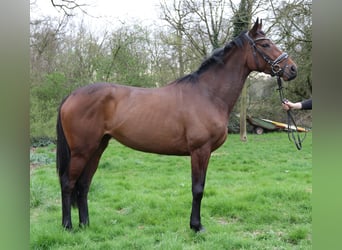 Irlandzki koń sportowy, Klacz, 4 lat, 164 cm, Gniada