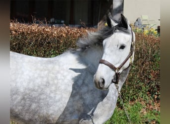Irlandzki koń sportowy, Klacz, 4 lat, 164 cm, Siwa