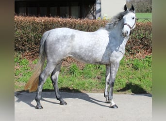Irlandzki koń sportowy, Klacz, 4 lat, 164 cm, Siwa