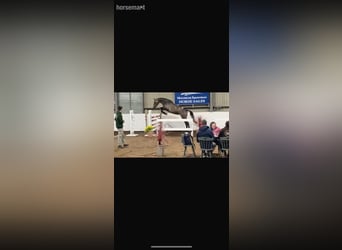 Irlandzki koń sportowy, Klacz, 4 lat, 165 cm, Siwa