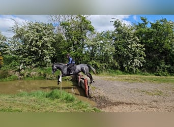 Irlandzki koń sportowy, Klacz, 4 lat, 166 cm, Karosiwa
