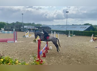 Irlandzki koń sportowy, Klacz, 4 lat, 166 cm, Karosiwa