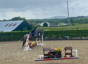 Irlandzki koń sportowy, Klacz, 4 lat, 166 cm, Karosiwa