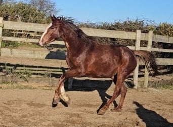 Irlandzki koń sportowy, Klacz, 4 lat, 167 cm, Ciemnokasztanowata