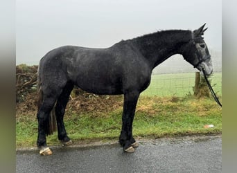Irlandzki koń sportowy, Klacz, 4 lat, 167 cm, Siwa