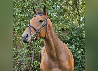 Irlandzki koń sportowy, Klacz, 4 lat, 168 cm, Gniada