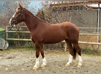 Irlandzki koń sportowy, Klacz, 4 lat, 175 cm, Ciemnokasztanowata