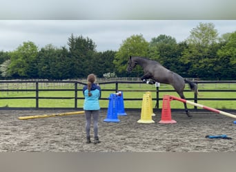Irlandzki koń sportowy, Klacz, 4 lat, Siwa