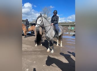 Irlandzki koń sportowy Mix, Klacz, 4 lat, Siwa