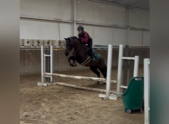 Irlandzki koń sportowy, Klacz, 5 lat, 145 cm, Kara