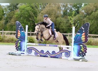 Irlandzki koń sportowy, Klacz, 5 lat, 151 cm, Bułana